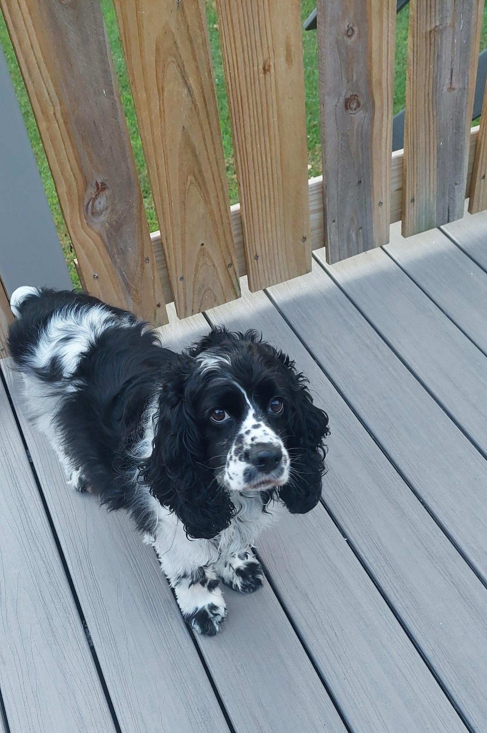 Enlarge Dottie, an adoptable Cocker Spaniel in Conesus, NY image 4/5