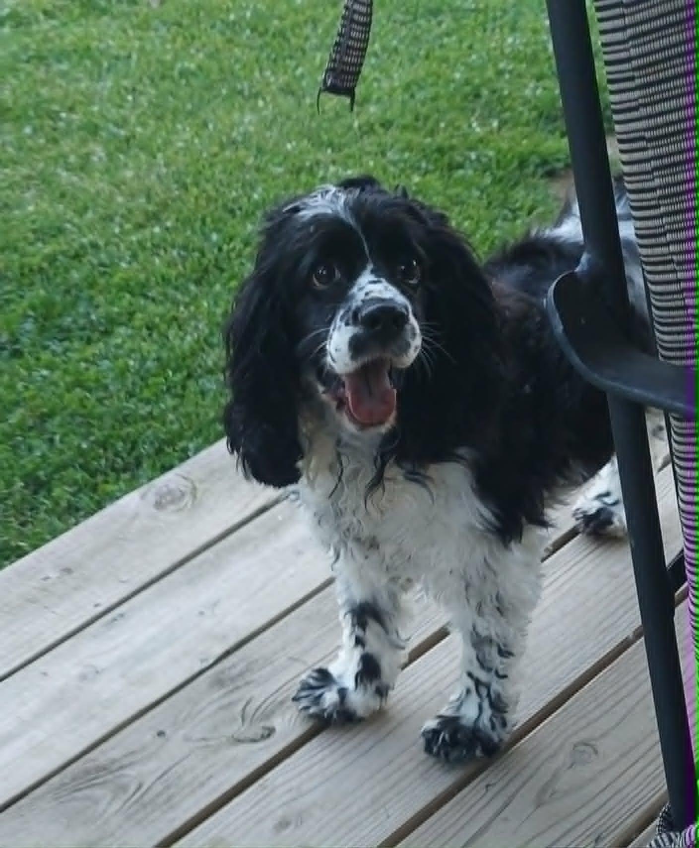 Dottie, an adoptable Cocker Spaniel in Conesus, NY image 6/6
