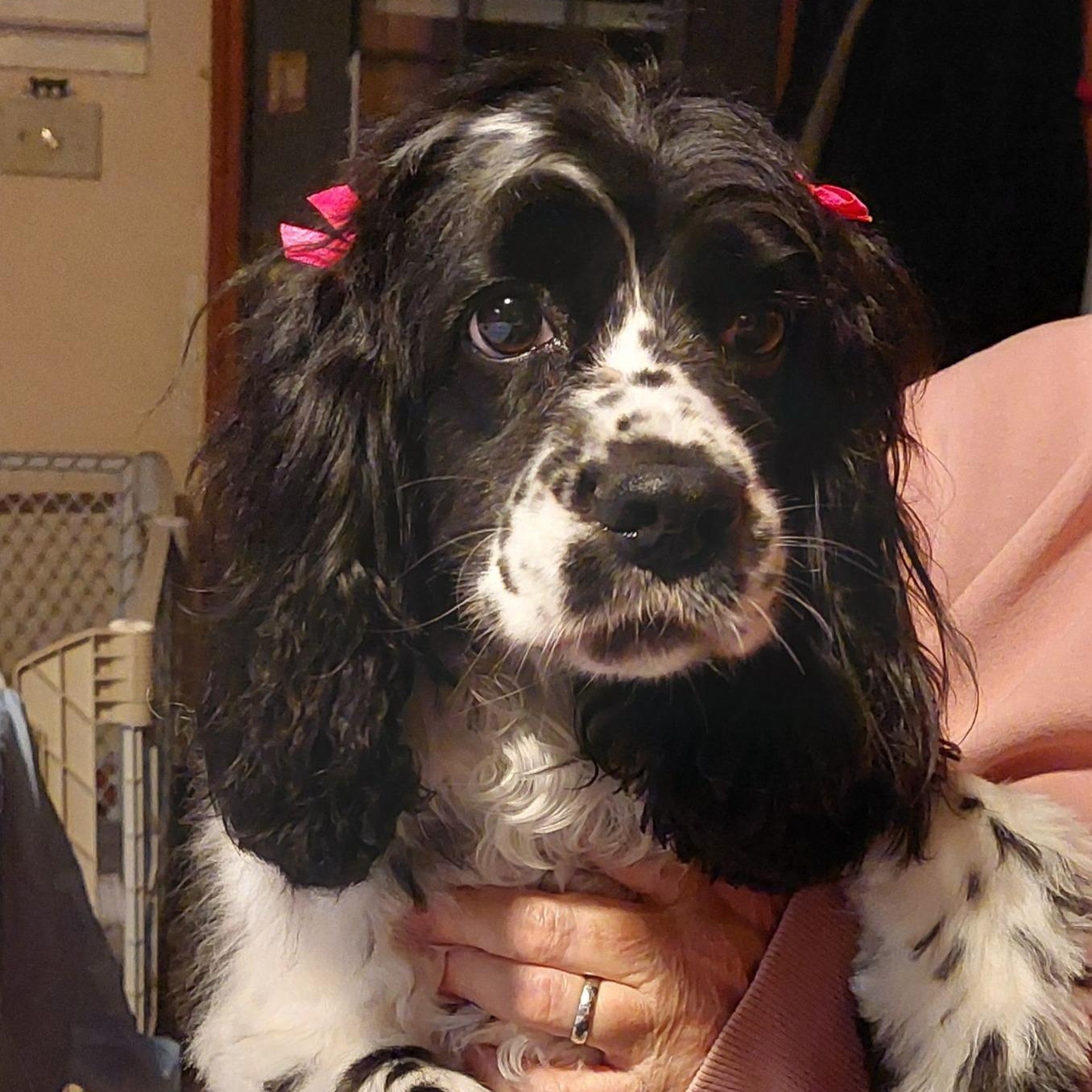 Dottie, adoptable, Adult Female Cocker Spaniel.