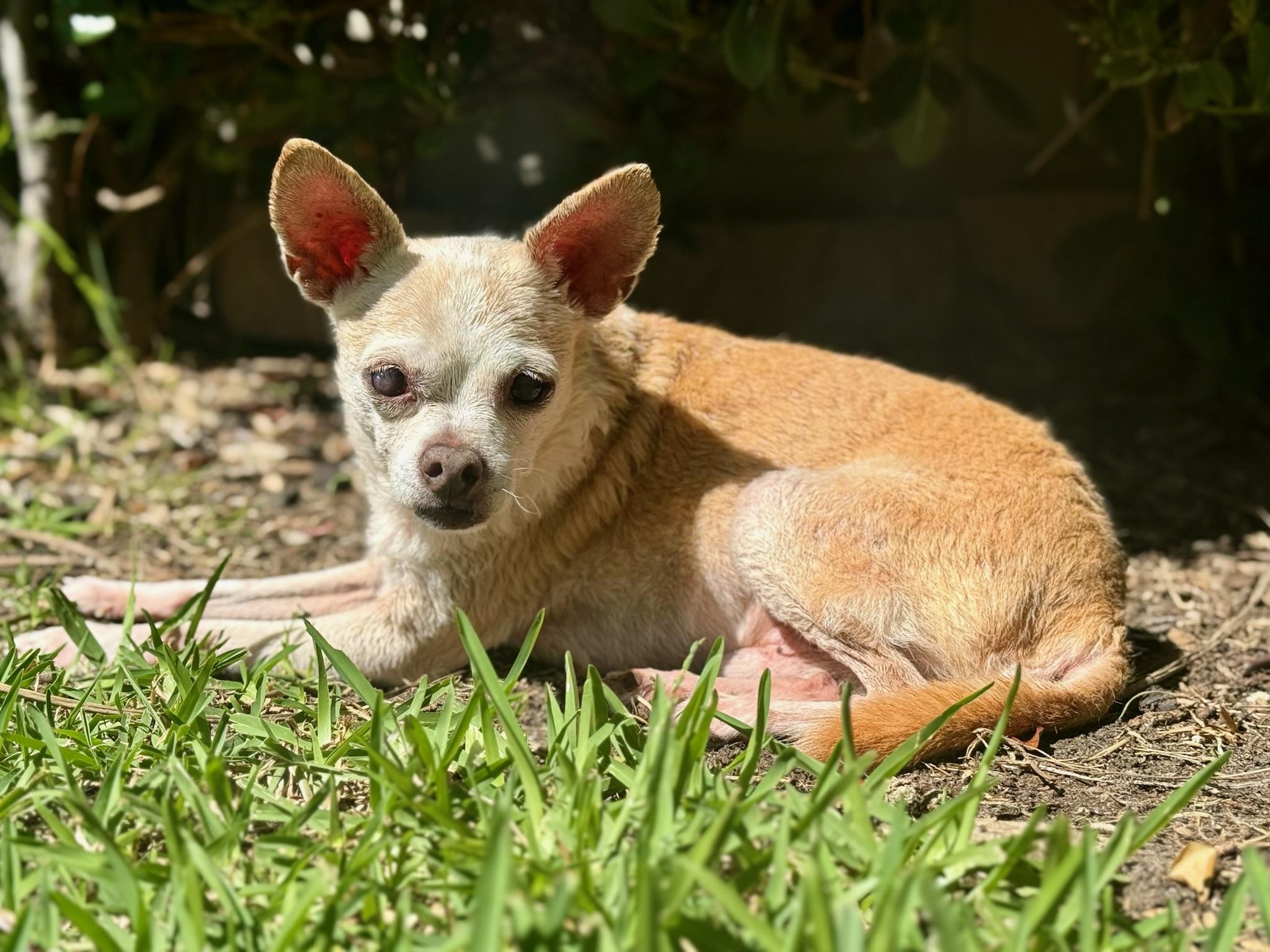 Bartok photo 2