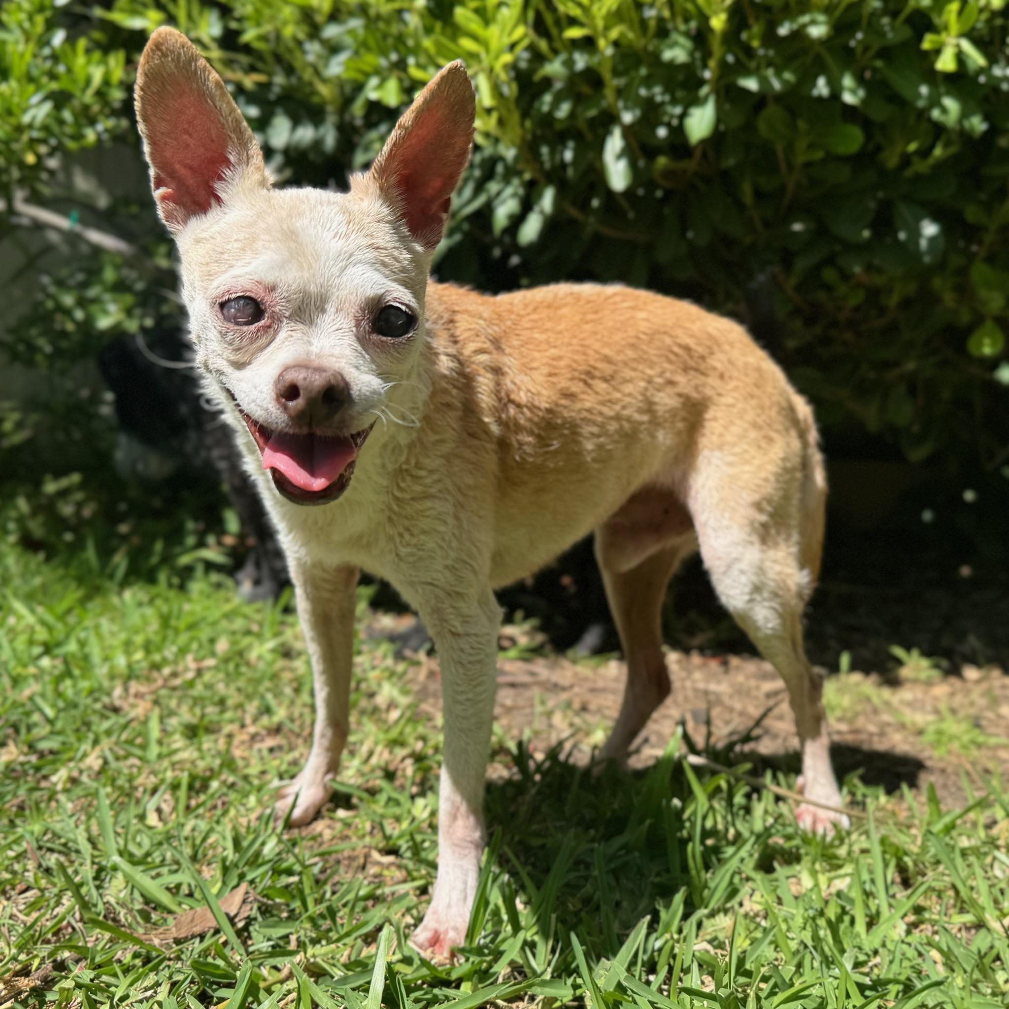 Bartok, Senior Male Chihuahua