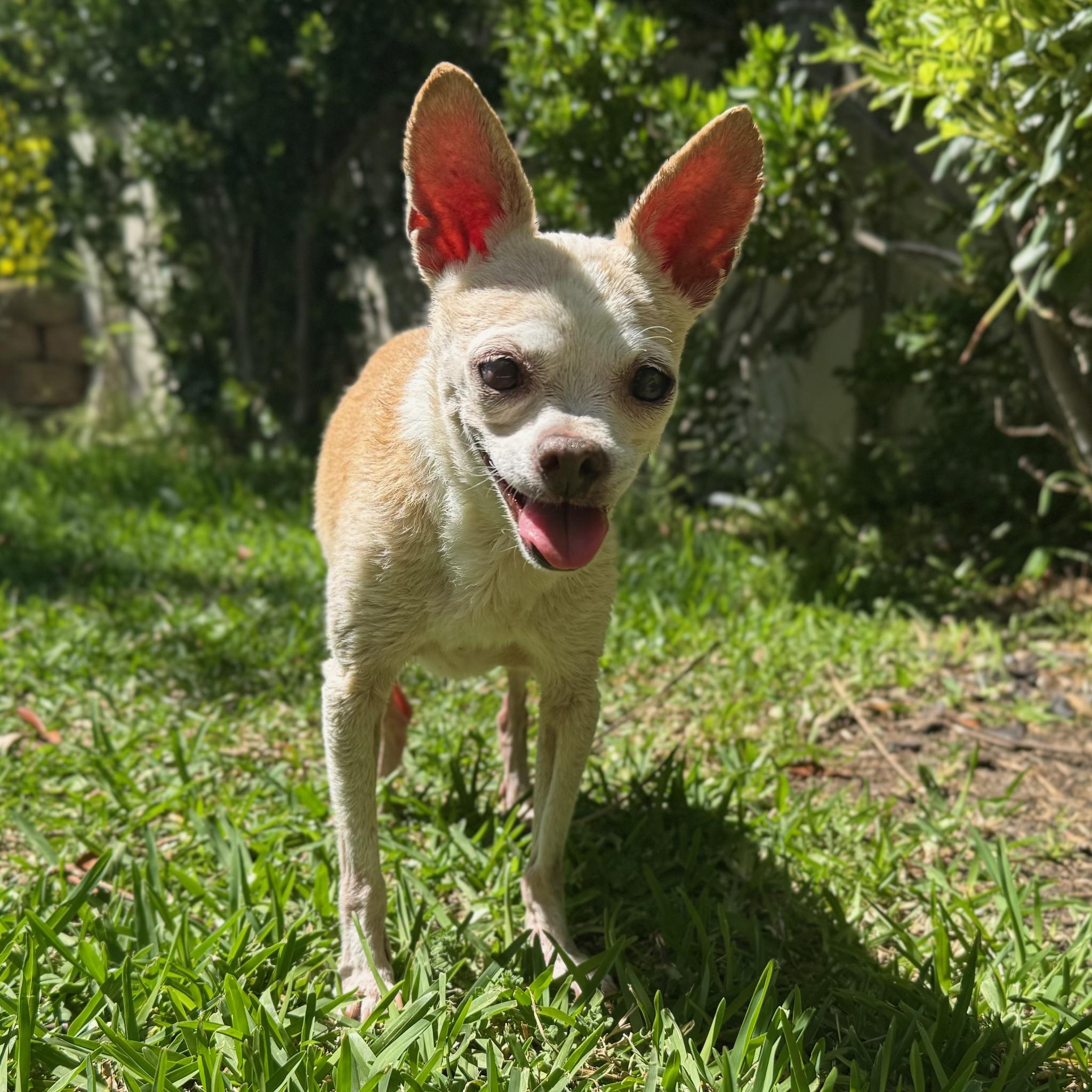 Bartok photo 4