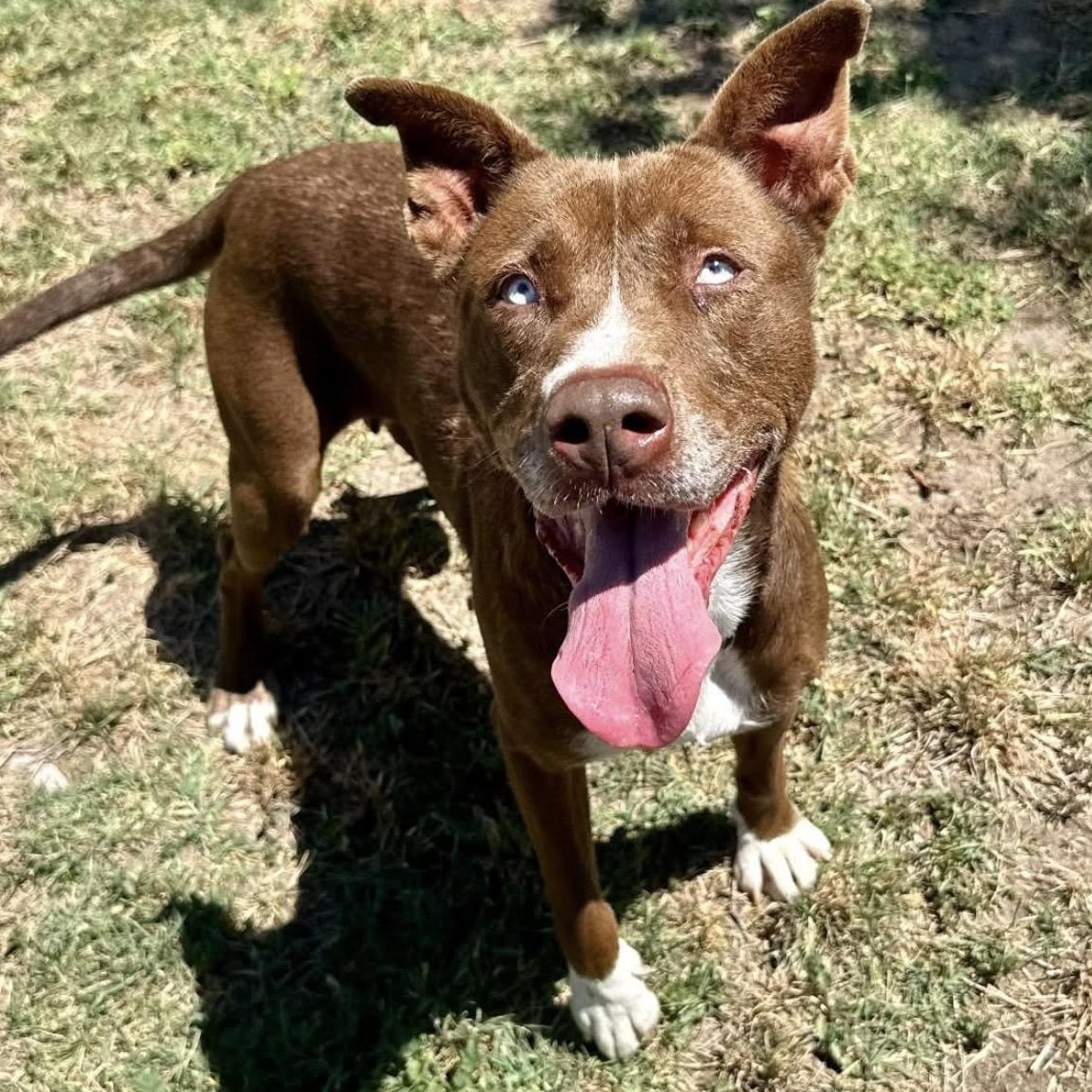 Enlarge BeLLa, a ADOPTABLE mixed breed in Carlsbad, CA image 6/6