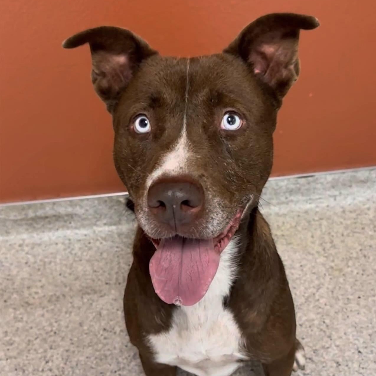 Enlarge BeLLa, a ADOPTABLE mixed breed in Carlsbad, CA image 1/6