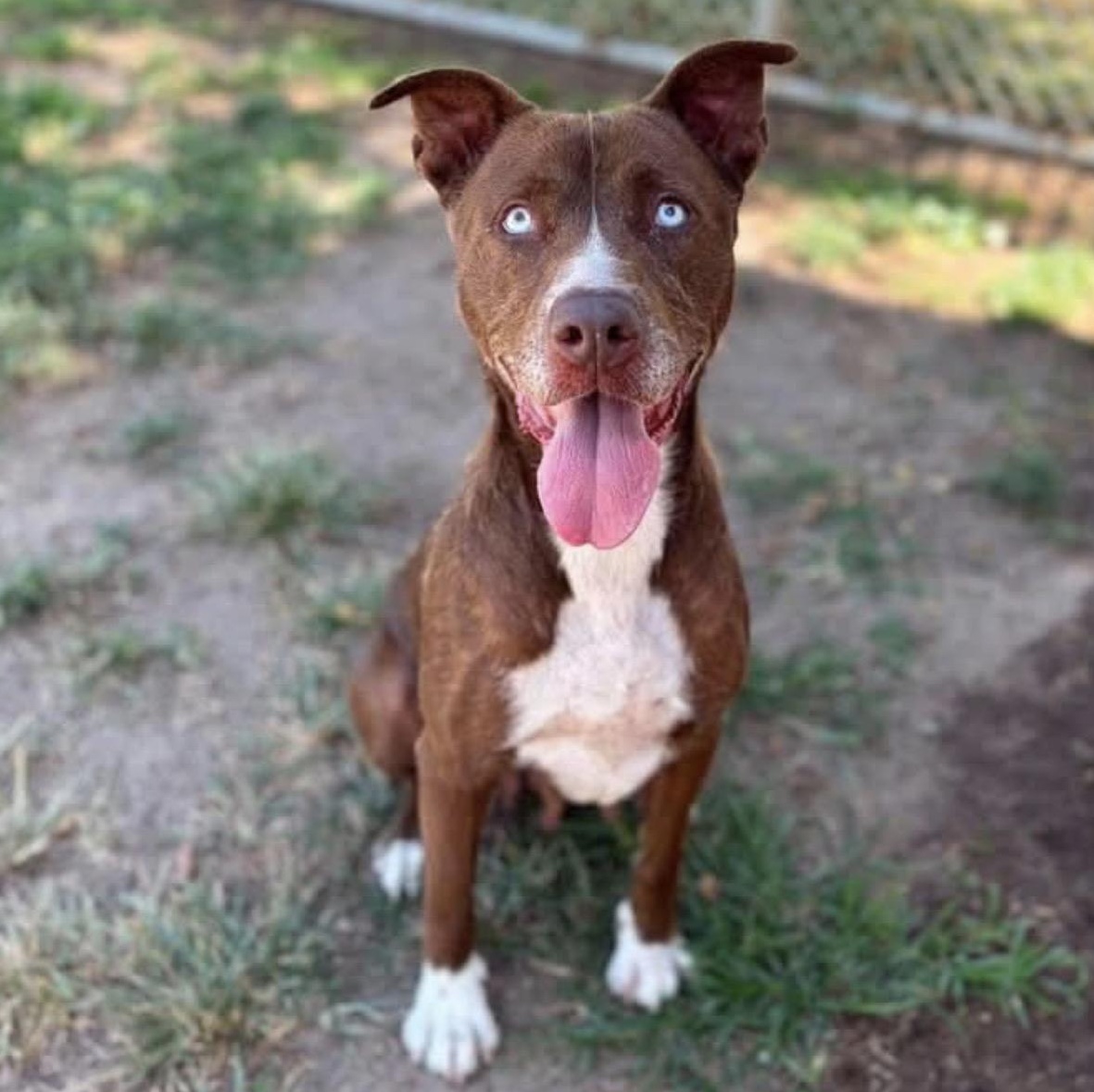 Enlarge BeLLa, a ADOPTABLE mixed breed in Carlsbad, CA image 5/6