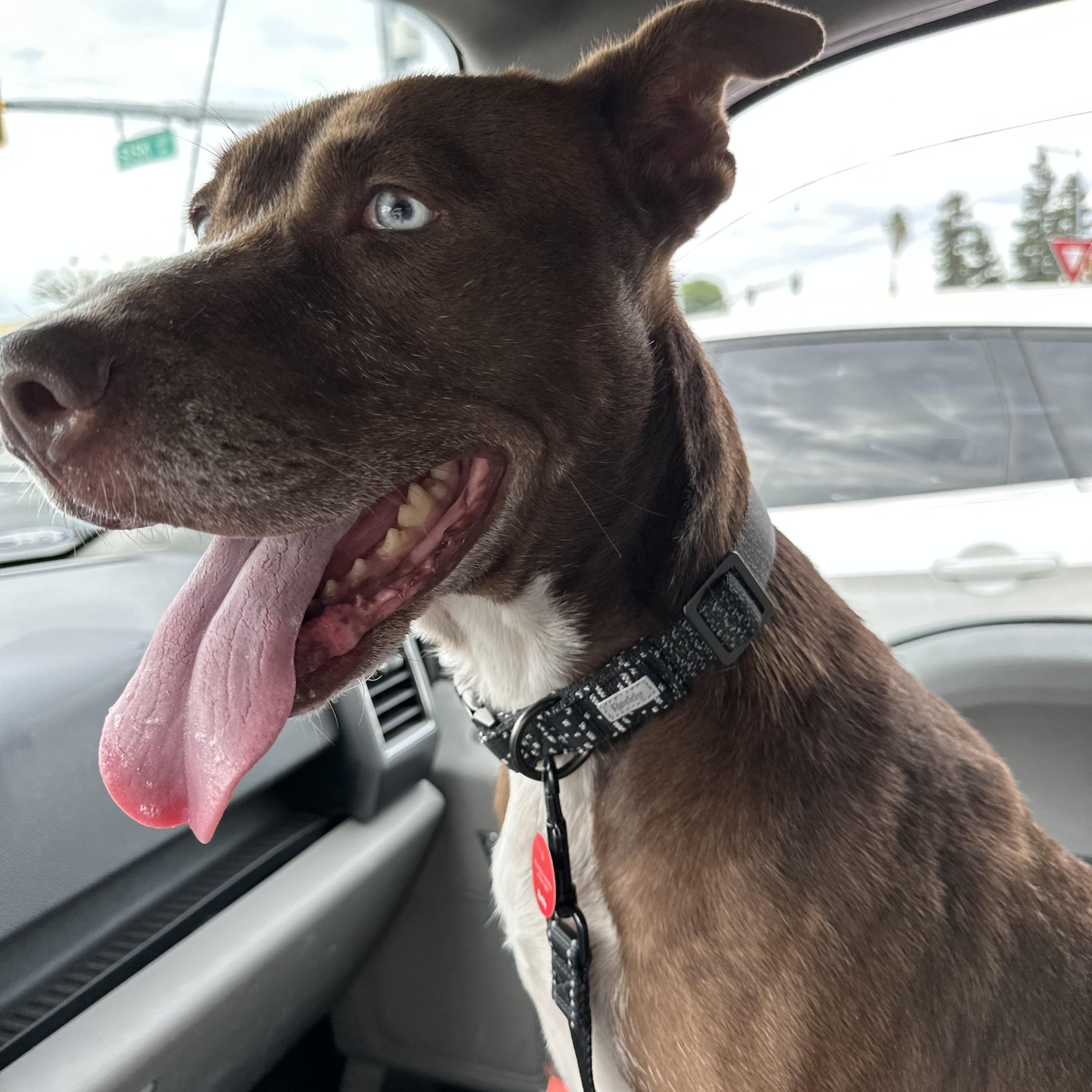 Enlarge BeLLa, a ADOPTABLE mixed breed in Carlsbad, CA image 2/6