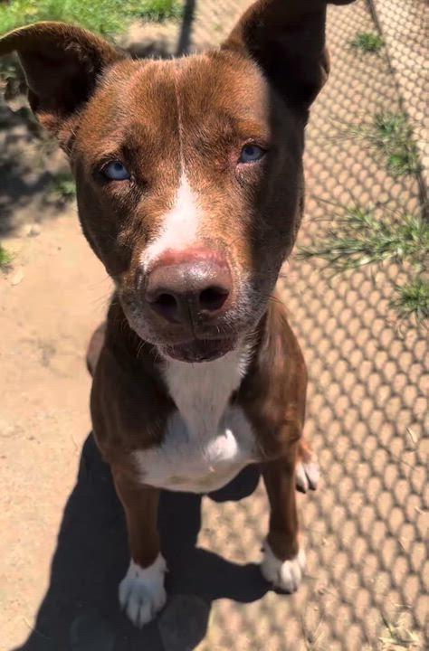Enlarge BeLLa, a ADOPTABLE mixed breed in Carlsbad, CA video 3/6