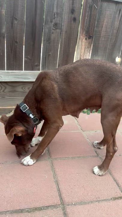 Enlarge BeLLa, a ADOPTABLE mixed breed in Carlsbad, CA video 4/6