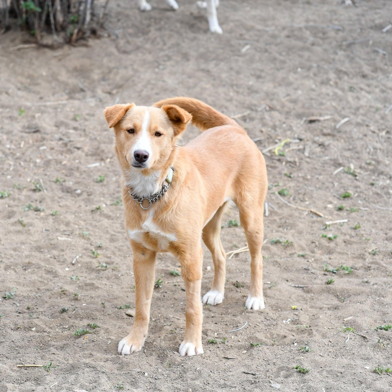 Enlarge Gemma, a ADOPTABLE mixed breed in Fort Collins, CO image 1/5