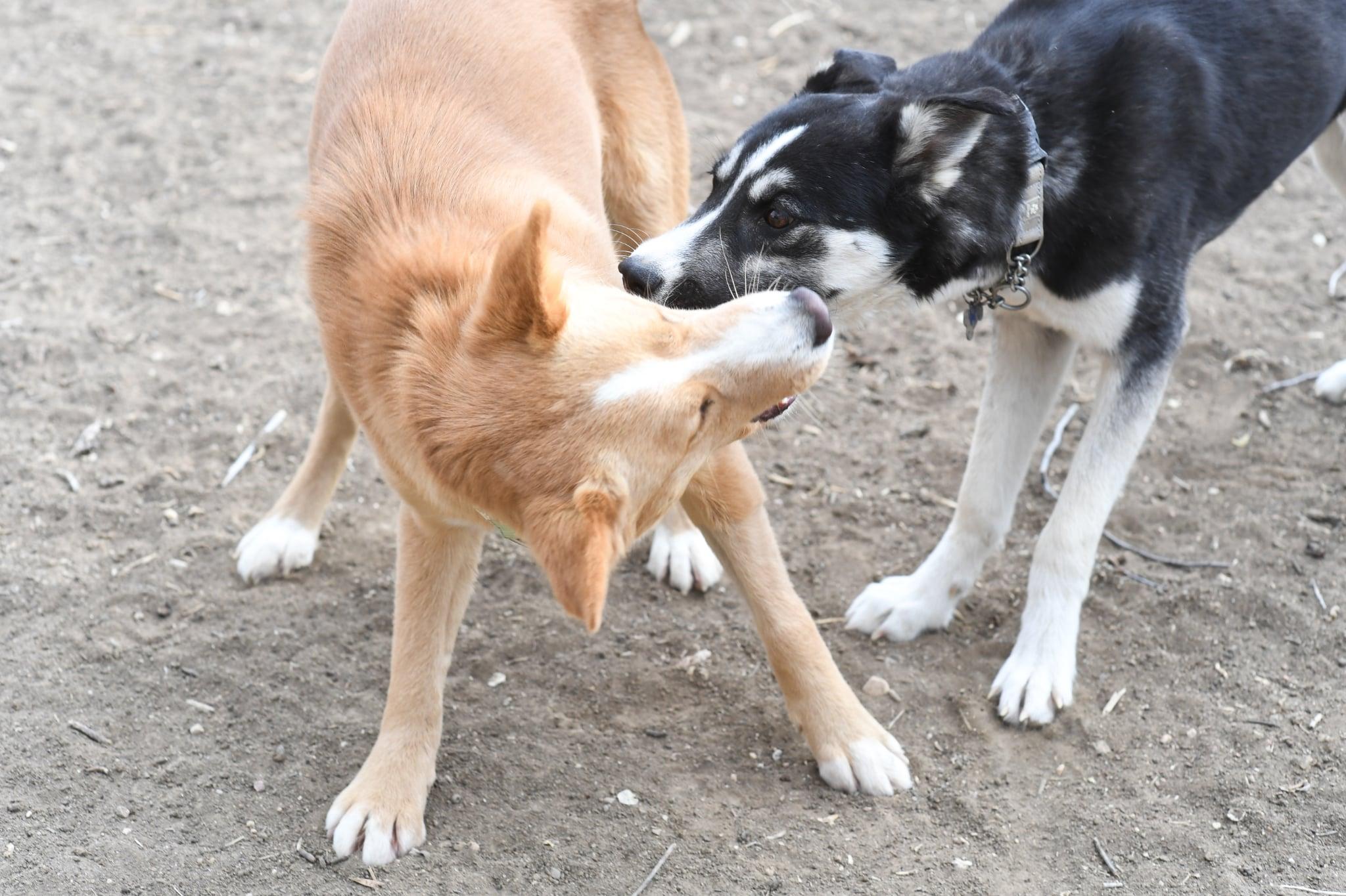 Enlarge Gemma, a ADOPTABLE mixed breed in Fort Collins, CO image 5/5