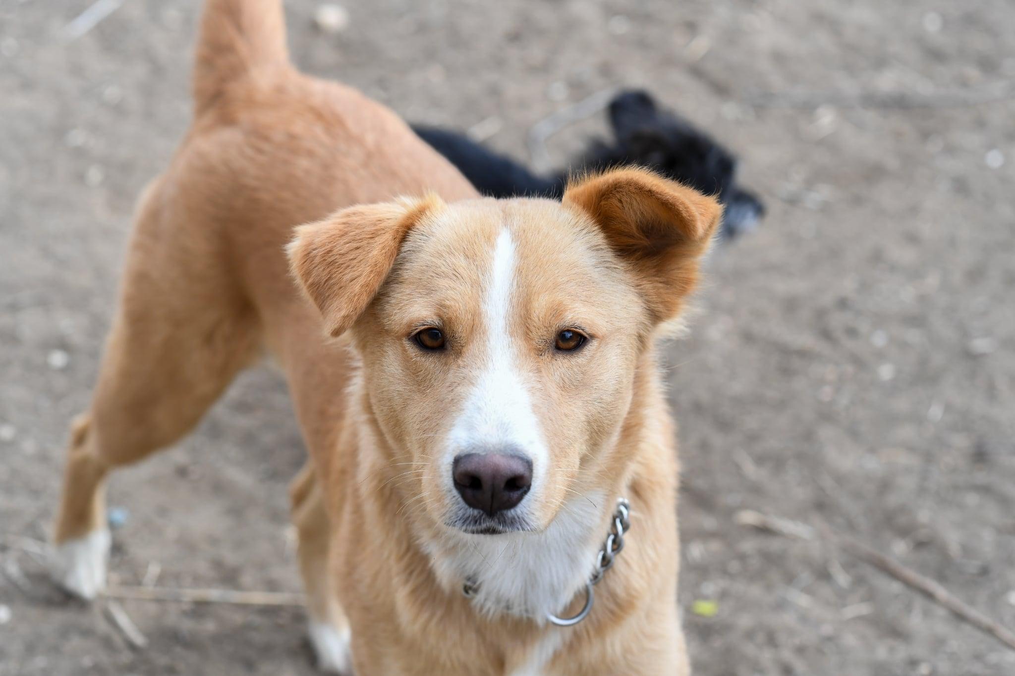 Enlarge Gemma, a ADOPTABLE mixed breed in Fort Collins, CO image 3/5