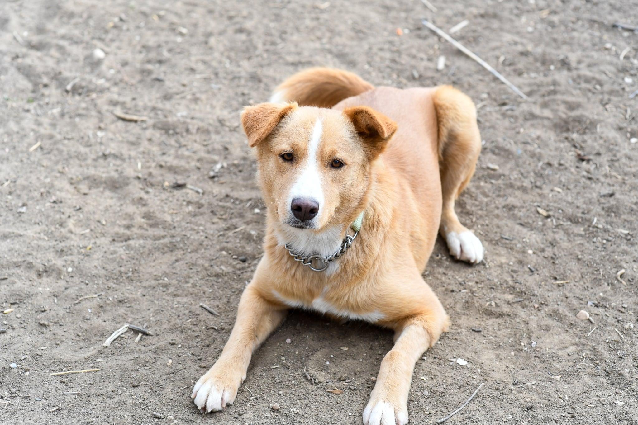 Enlarge Gemma, a ADOPTABLE mixed breed in Fort Collins, CO image 4/5