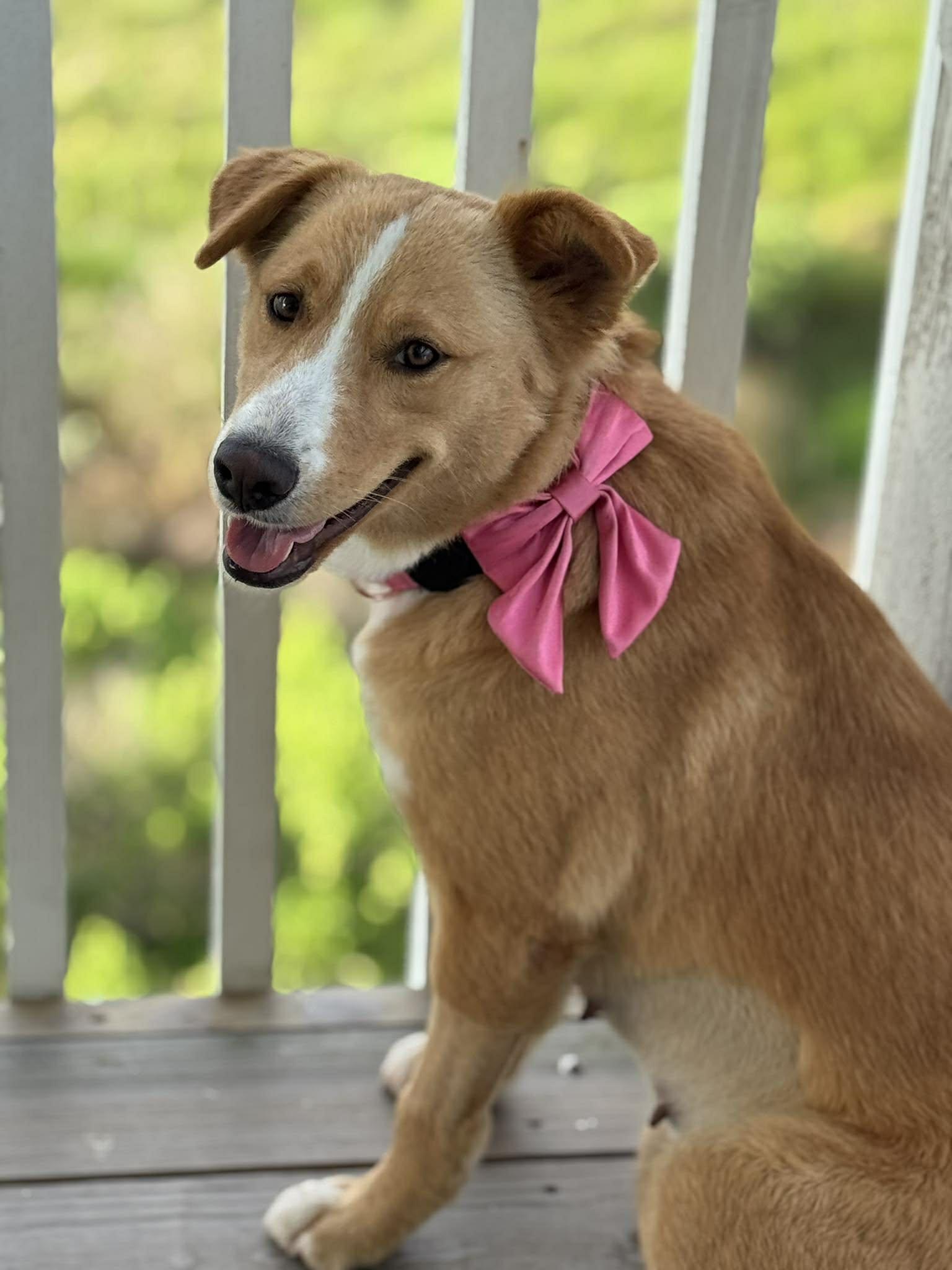 Enlarge Gemma, a ADOPTABLE mixed breed in Fort Collins, CO image 2/5