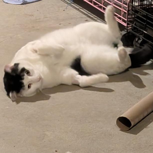 Cannon, a Adoptable Domestic Short Hair in Wakefield, MA image 1/6