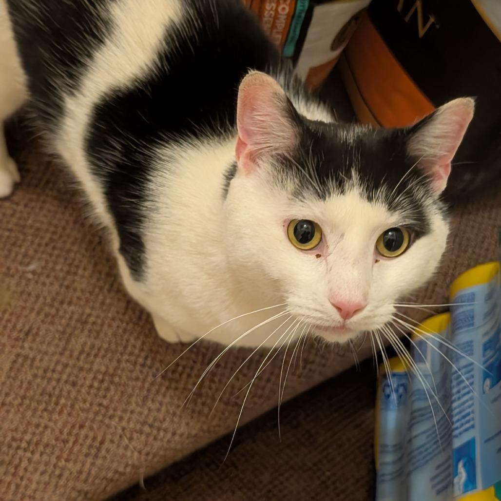 Cannon, a Adoptable Domestic Short Hair in Wakefield, MA image 2/6