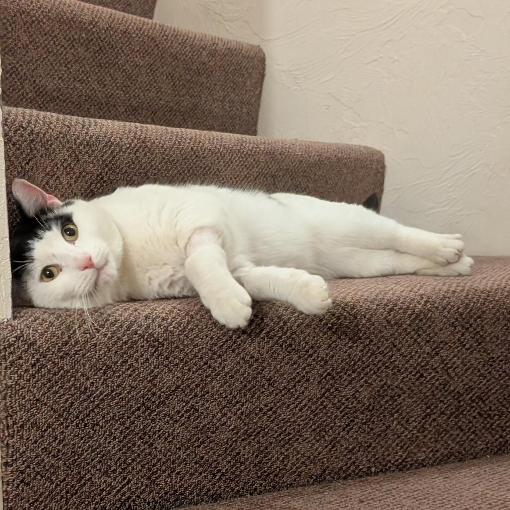 Cannon, a Adoptable Domestic Short Hair in Wakefield, MA image 3/6