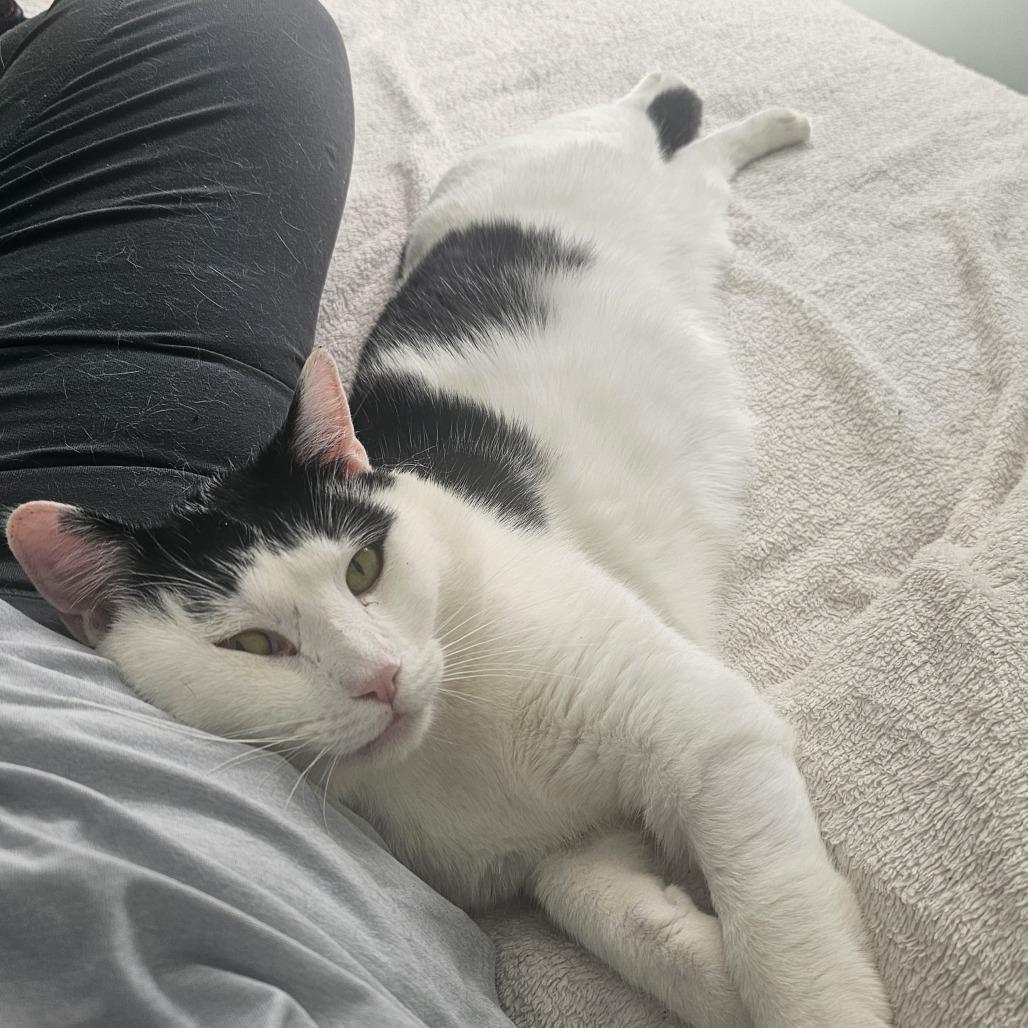 Cannon, a Adoptable Domestic Short Hair in Wakefield, MA image 4/6