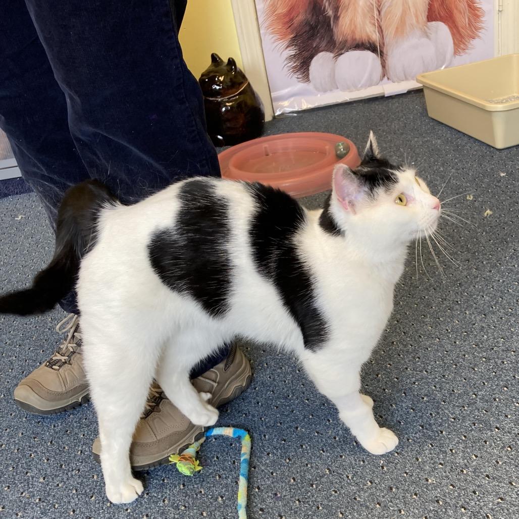 Cannon, a Adoptable Domestic Short Hair in Wakefield, MA image 5/6