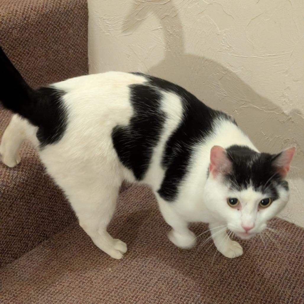 Cannon, a Adoptable Domestic Short Hair in Wakefield, MA image 6/6
