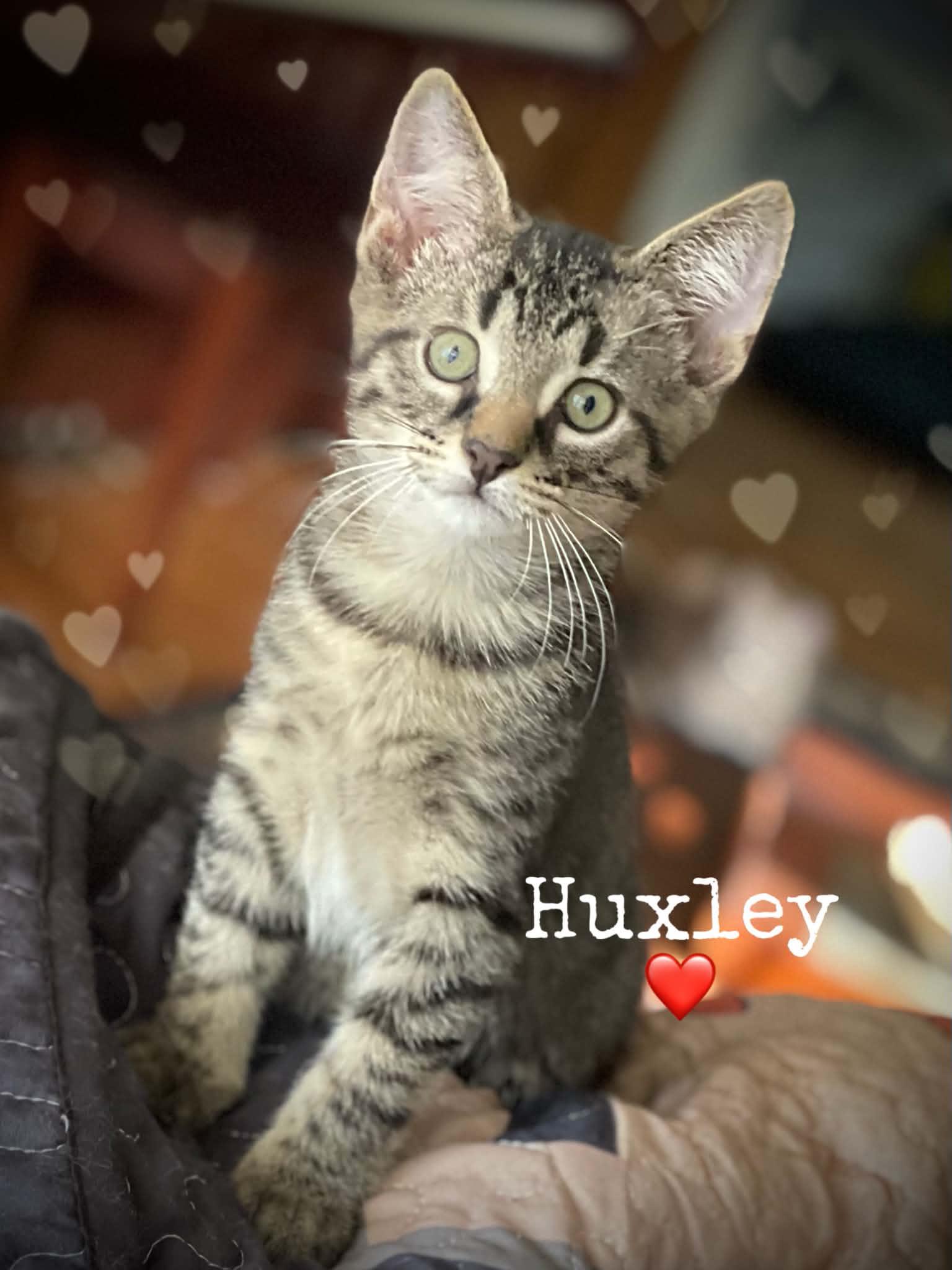 Huxley, ADOPTABLE, Kitten Male Domestic Short Hair.
