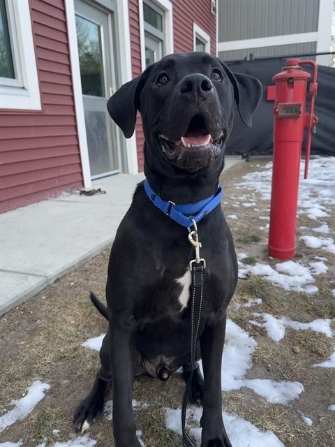 Enlarge SAMMI, a Adoptable mixed breed in Methuen, MA image 1/2