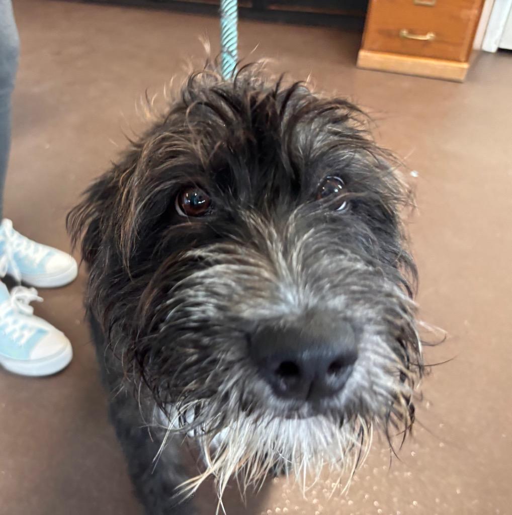 Enlarge Megee, a Adoptable mixed breed in Port Jervis, NY image 2/2