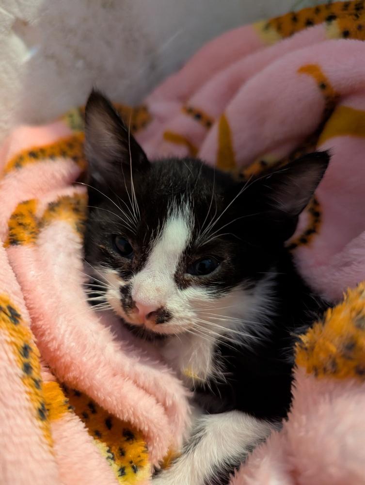 Oreo, a Adoptable Domestic Short Hair in Ruskin, FL image 1/6
