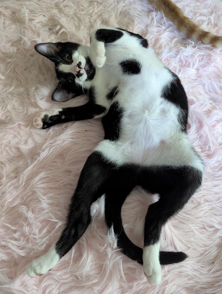 Oreo, a Adoptable Domestic Short Hair in Ruskin, FL image 4/6