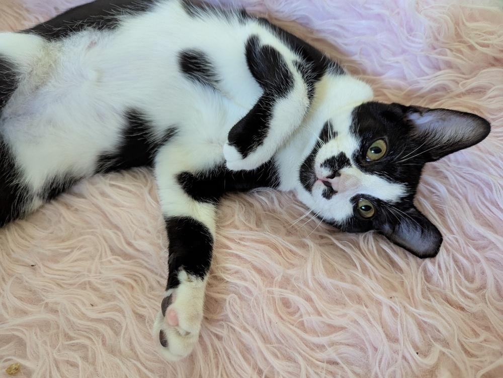 Oreo, a Adoptable Domestic Short Hair in Ruskin, FL image 5/6