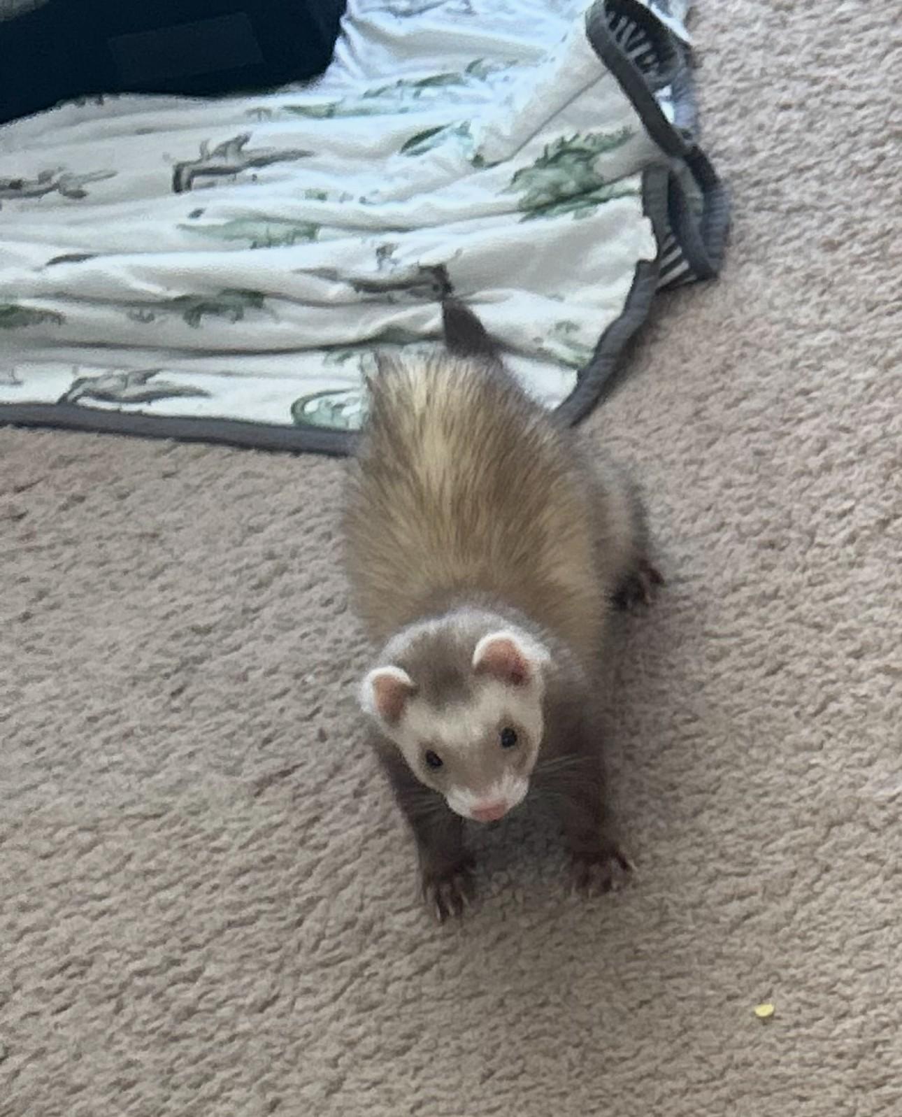 Stitch, ADOPTABLE, Adult Male Ferret.