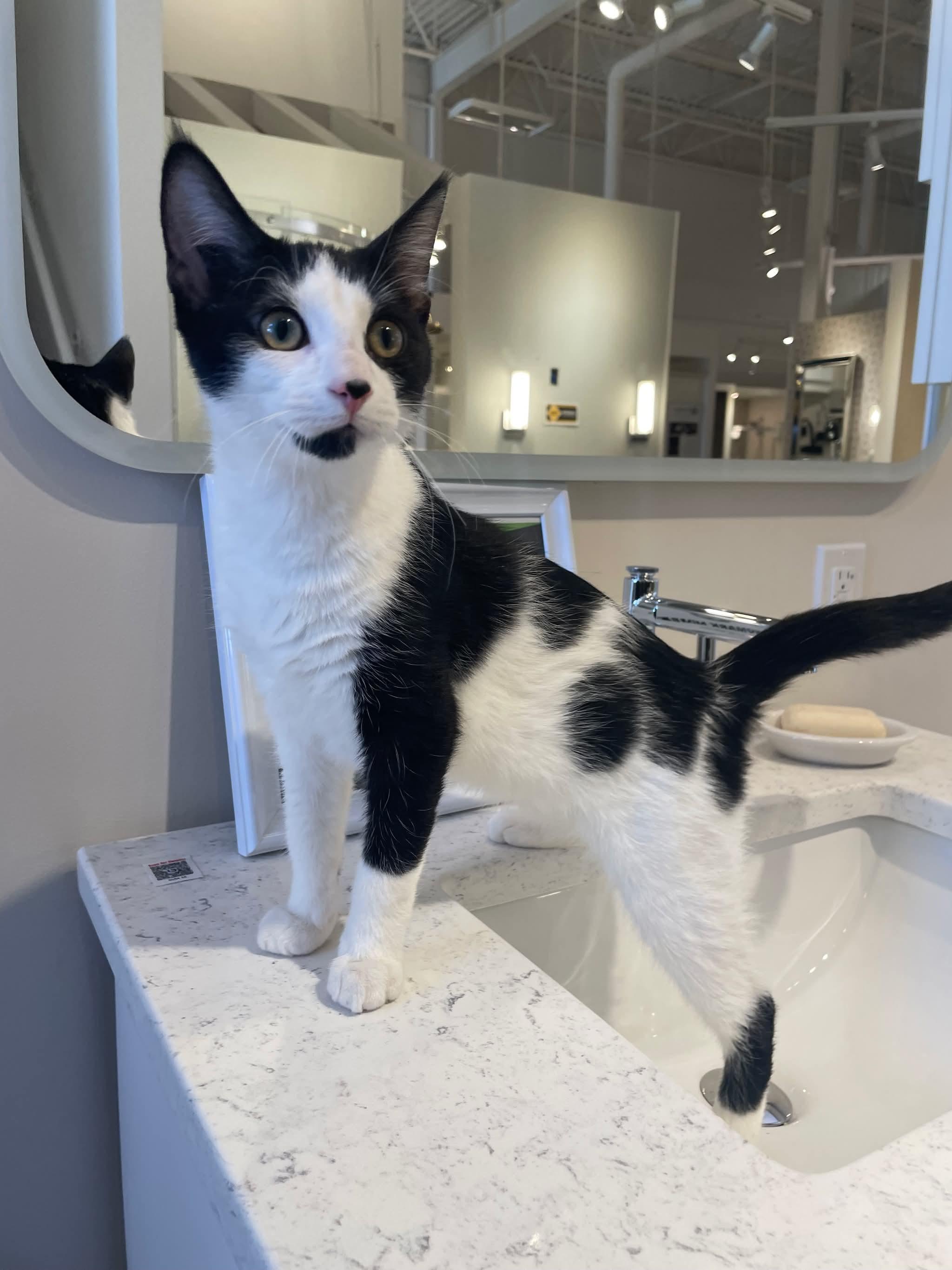 Enlarge Presley, a ADOPTABLE Domestic Short Hair in Winnipeg, MB image 1/1