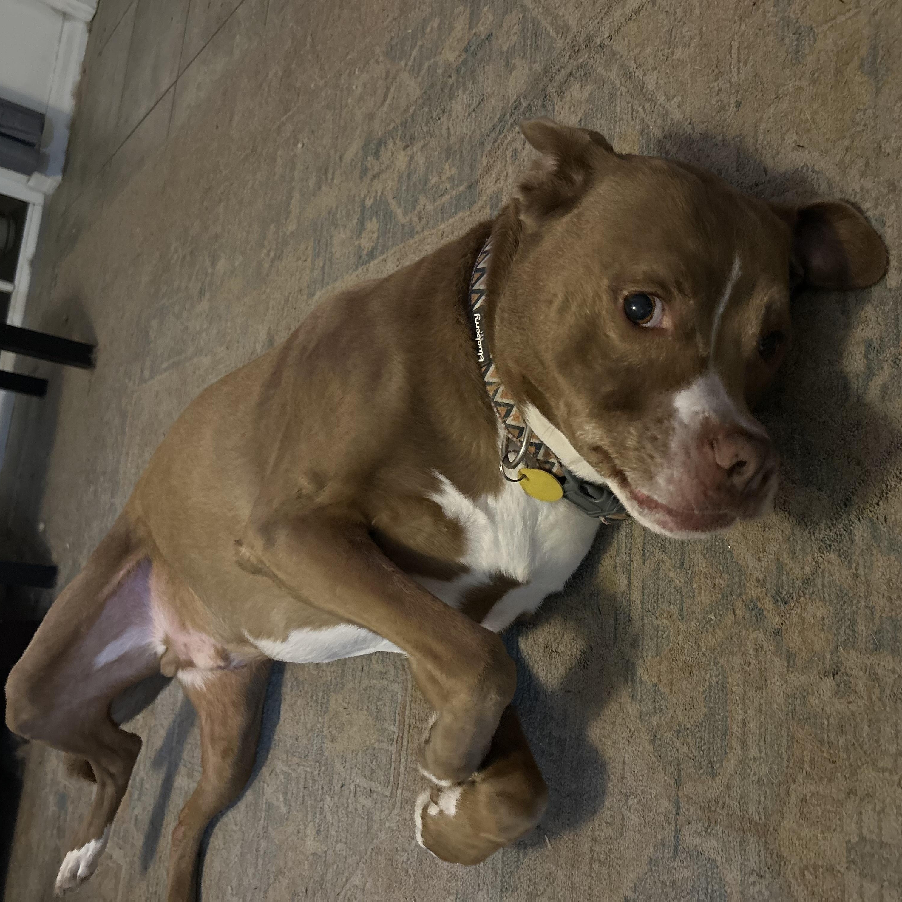 Enlarge Duke-Lab/Pit mix (senior), a Adoptable mixed breed in Bradenton, FL image 5/6