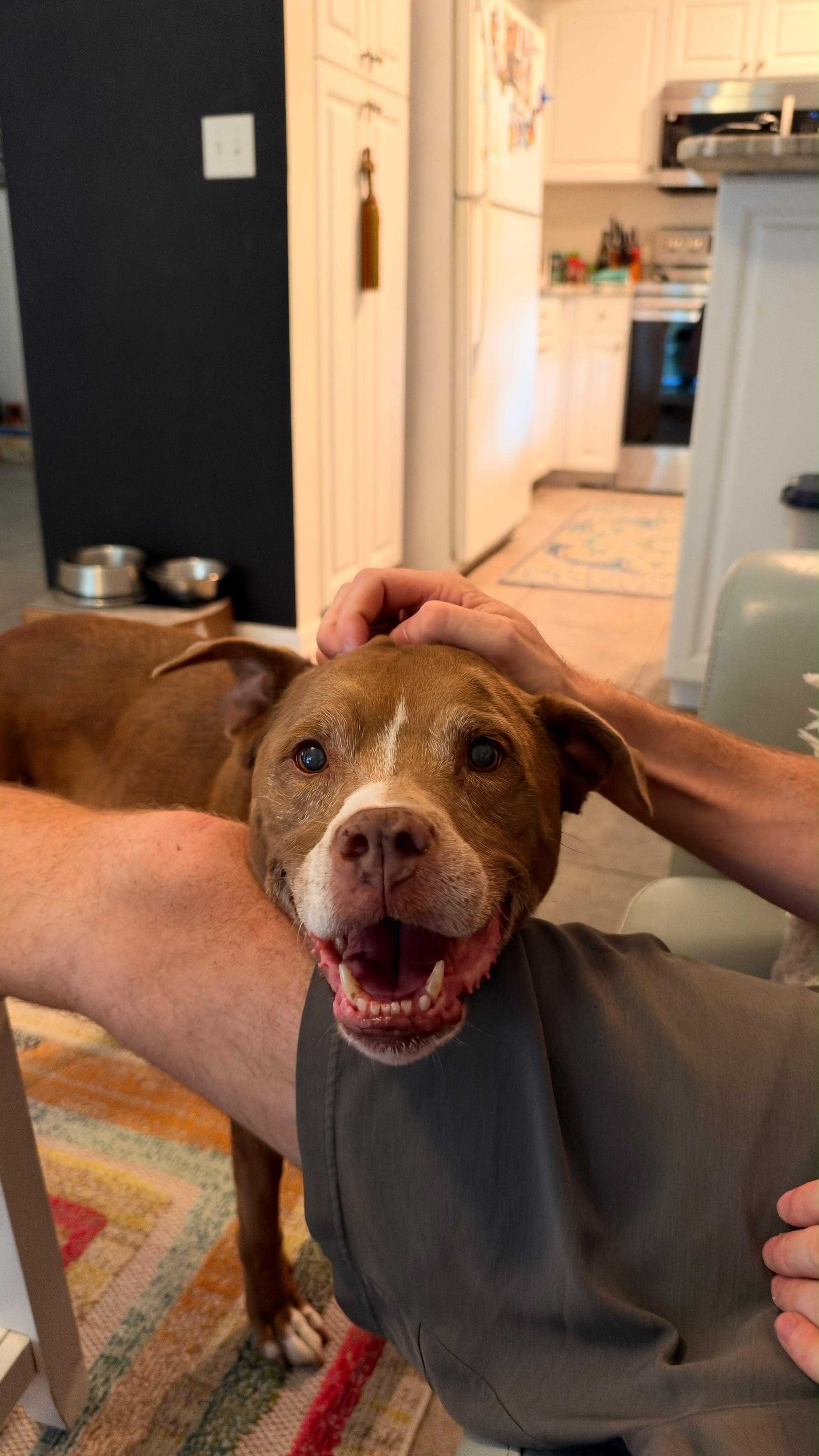 Enlarge Duke-Lab/Pit mix (senior), a Adoptable mixed breed in Bradenton, FL image 2/6