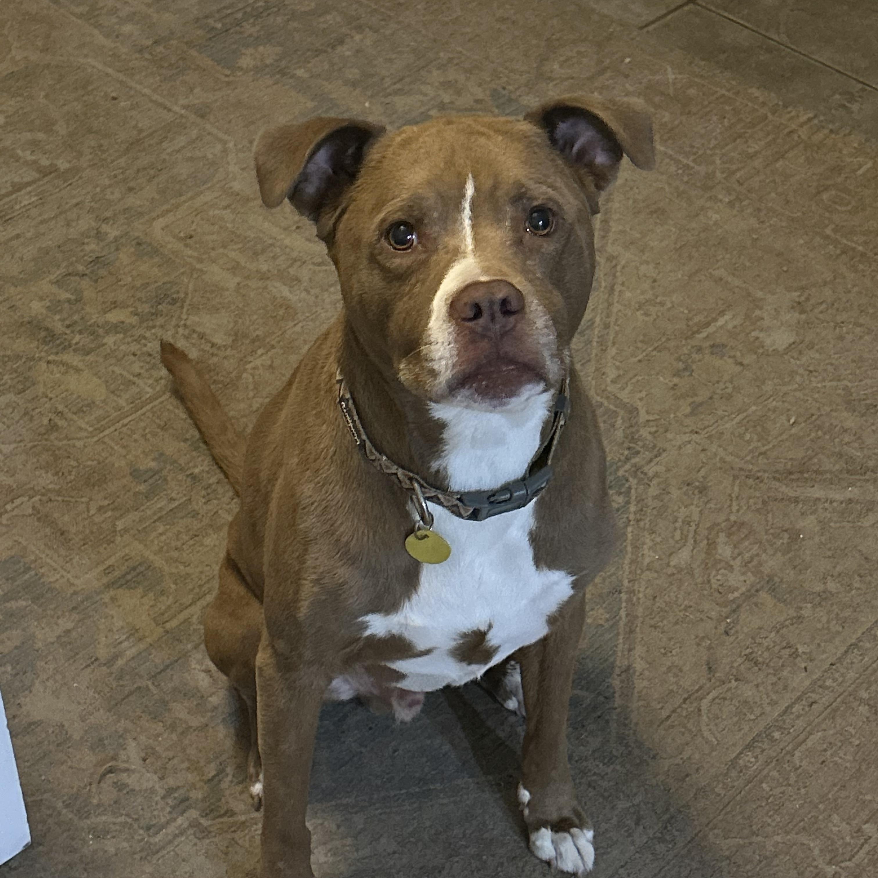 Enlarge Duke-Lab/Pit mix (senior), a Adoptable mixed breed in Bradenton, FL image 1/6