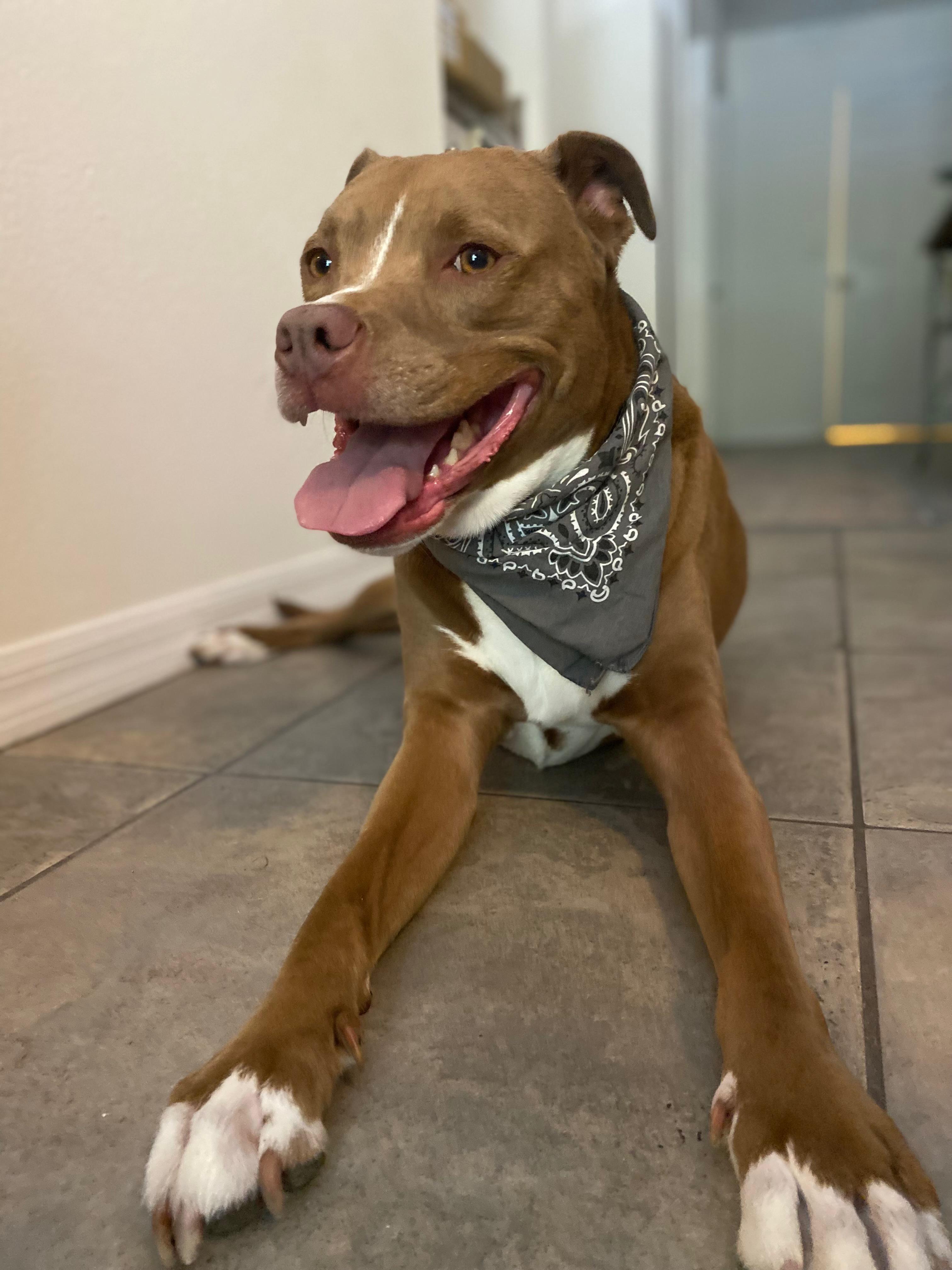 Enlarge Duke-Lab/Pit mix (senior), a Adoptable mixed breed in Bradenton, FL image 3/6