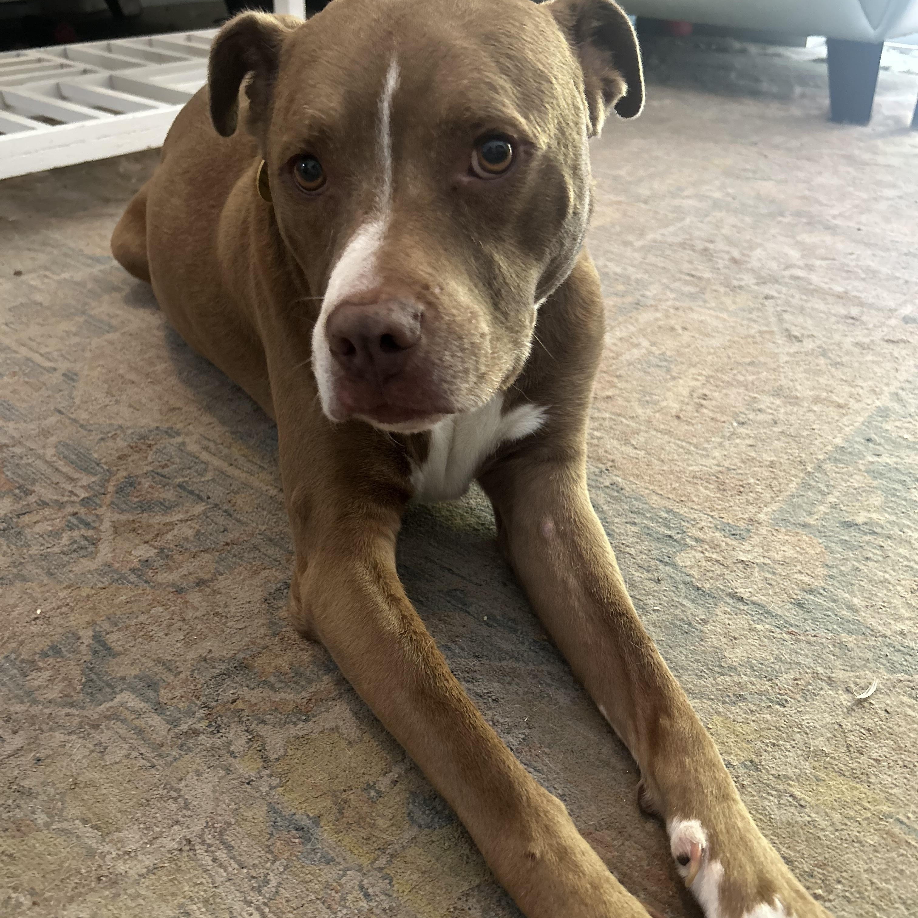 Enlarge Duke-Lab/Pit mix (senior), a Adoptable mixed breed in Bradenton, FL image 6/6