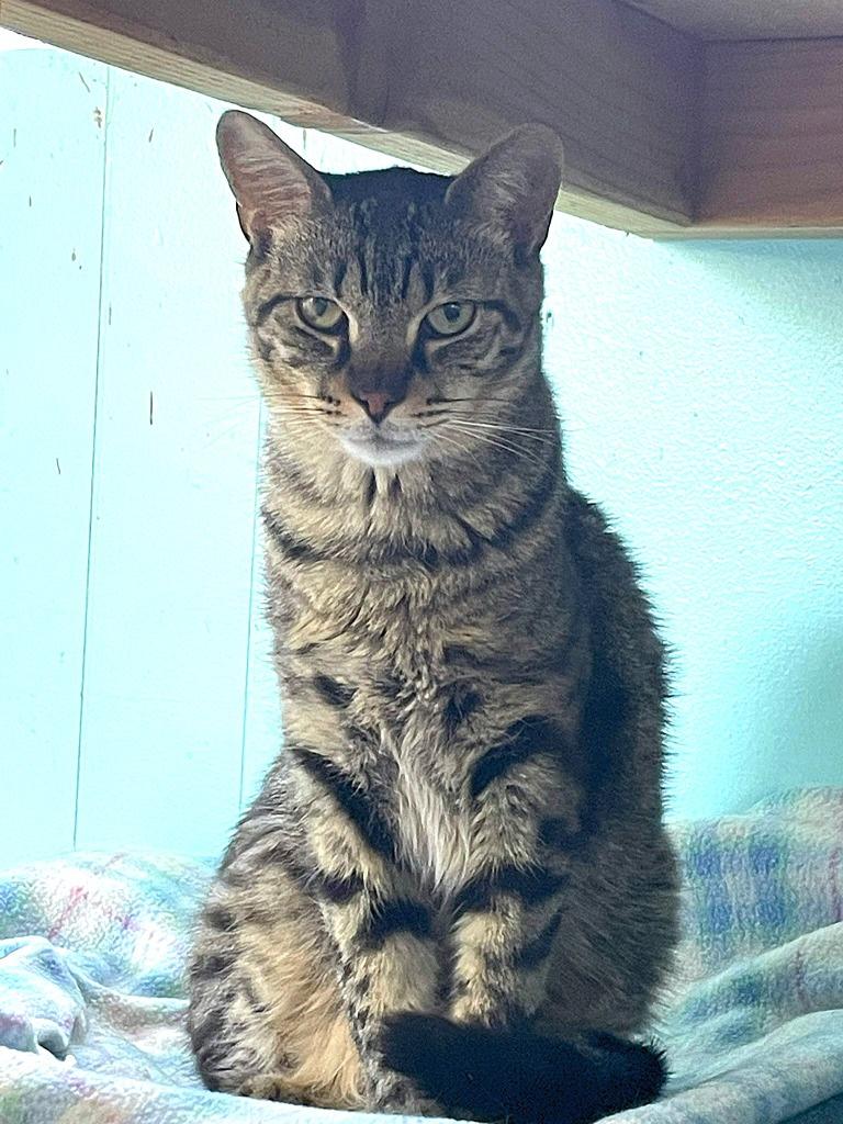 Zac, Adoptable, Adult Male Domestic Short Hair.