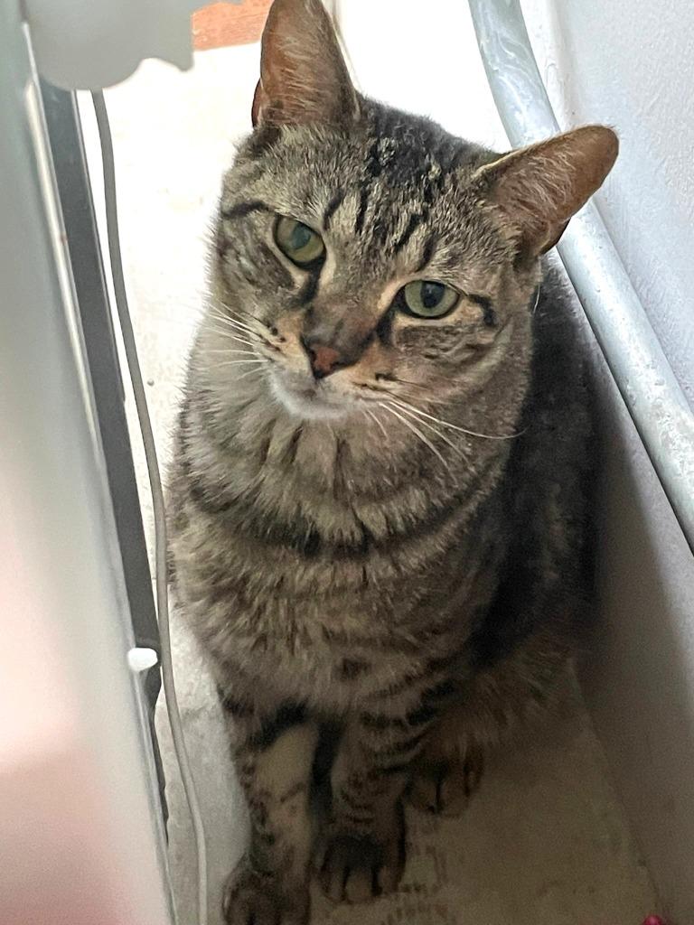 Zac, Adoptable, Adult Male Domestic Short Hair.