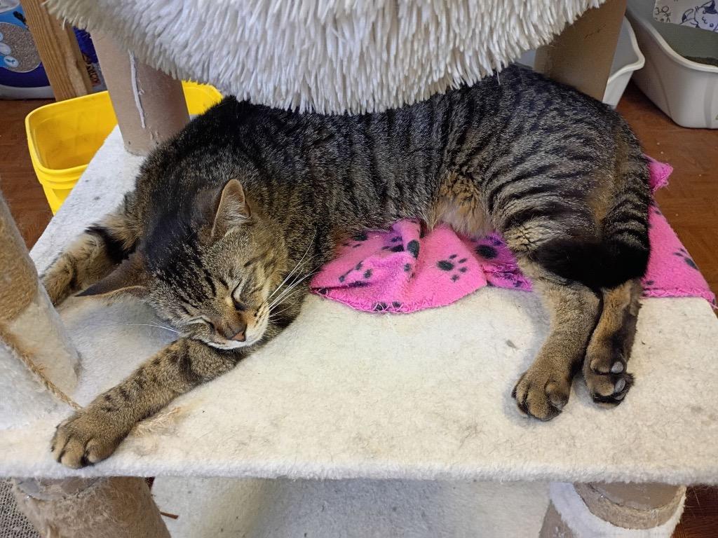 Enlarge Zac, a Adoptable mixed breed in Ogden, UT image 2/5
