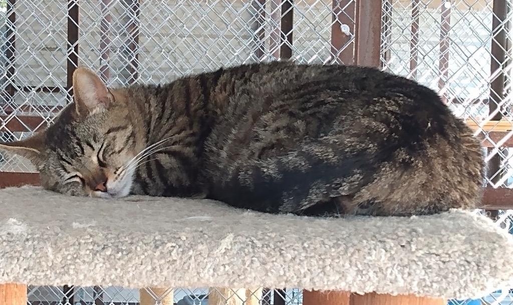 Enlarge Zac, a Adoptable mixed breed in Ogden, UT image 3/4