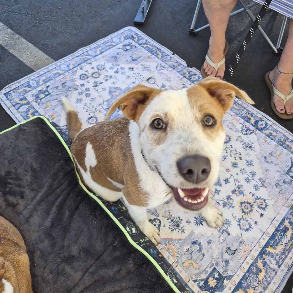 Banner, Adoptable, Young Male Terrier & Mixed Breed.