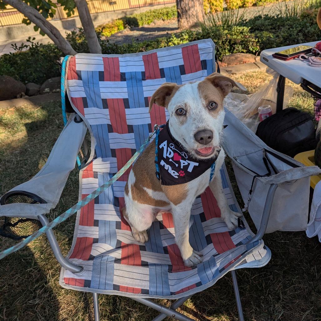 Enlarge Banner, a Adoptable mixed breed in Chico, CA image 2/4