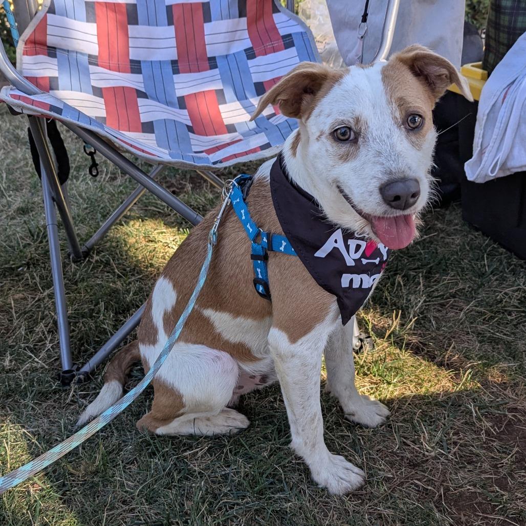 Enlarge Banner, a Adoptable mixed breed in Chico, CA image 3/4