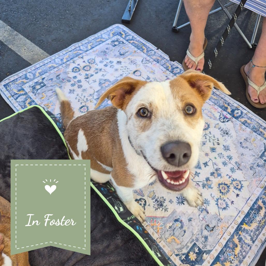 Enlarge Banner, a Adoptable mixed breed in Chico, CA image 4/4