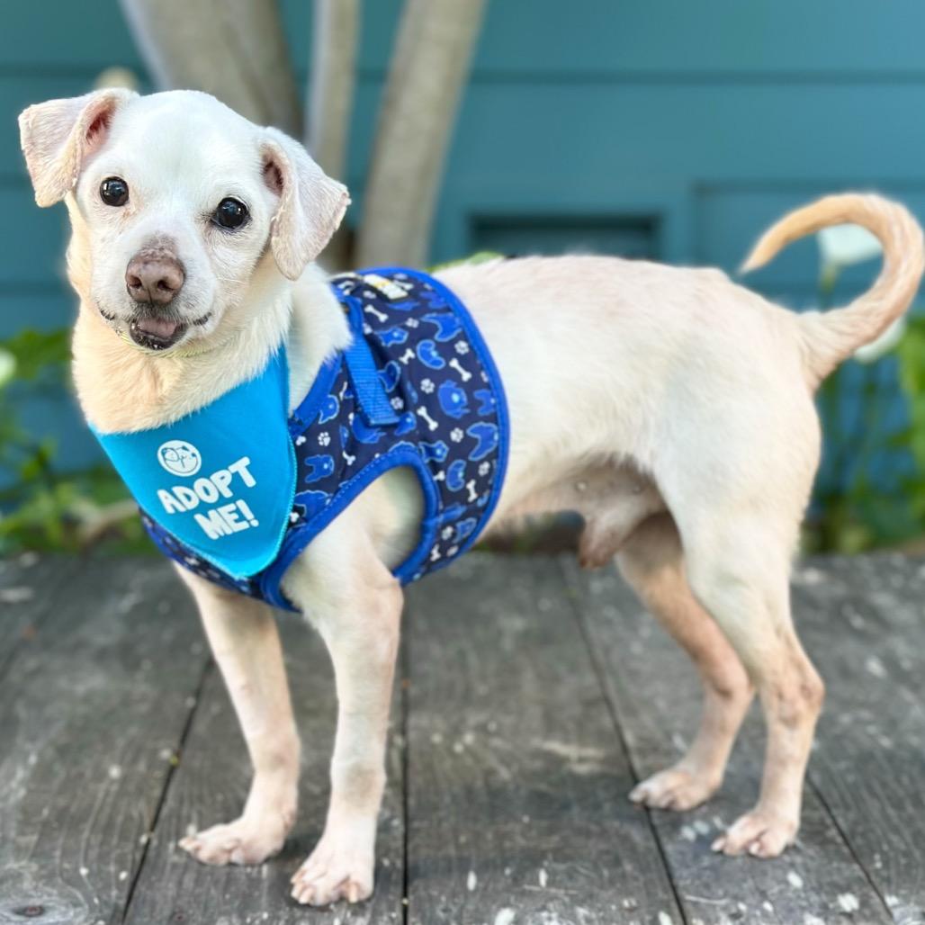 Pauly D, a Adoptable Chihuahua in Pacific Grove, CA image 2/6