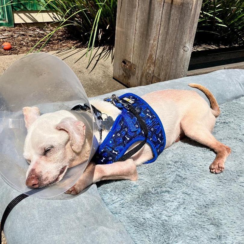 Pauly D, a Adoptable Chihuahua in Pacific Grove, CA image 3/6