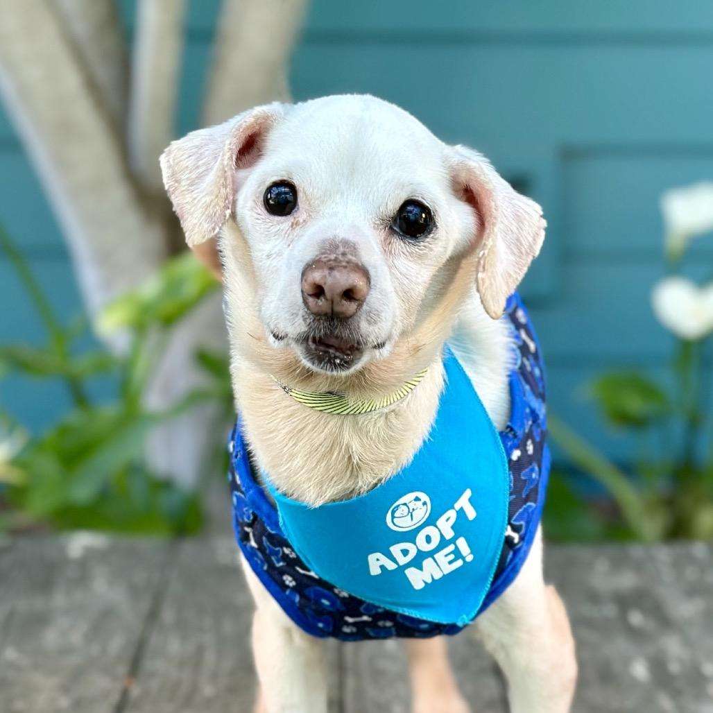 Pauly D, a Adoptable Chihuahua in Pacific Grove, CA image 3/6