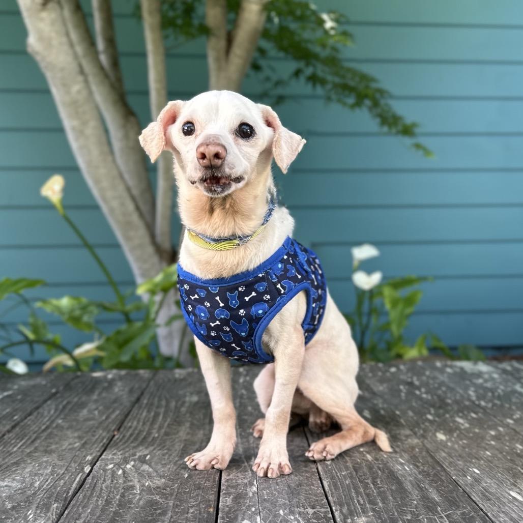 Pauly D, a Adoptable Chihuahua in Pacific Grove, CA image 5/6