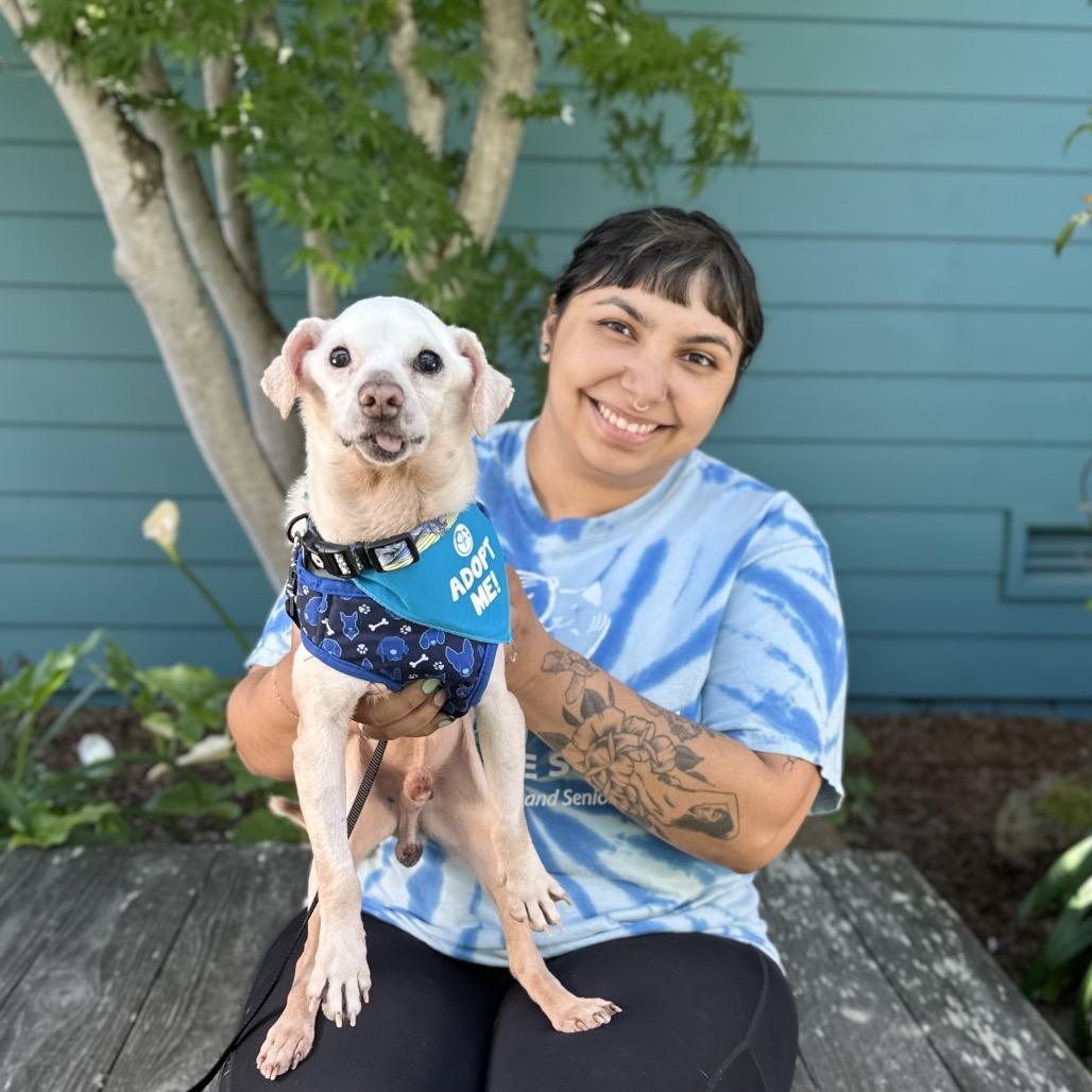 Pauly D, a Adoptable Chihuahua in Pacific Grove, CA image 6/6