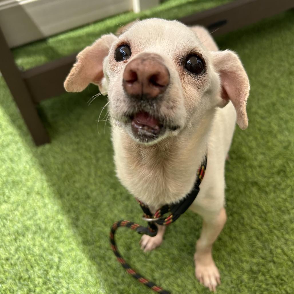 Pauly D, a Adoptable Chihuahua in Pacific Grove, CA image 5/6